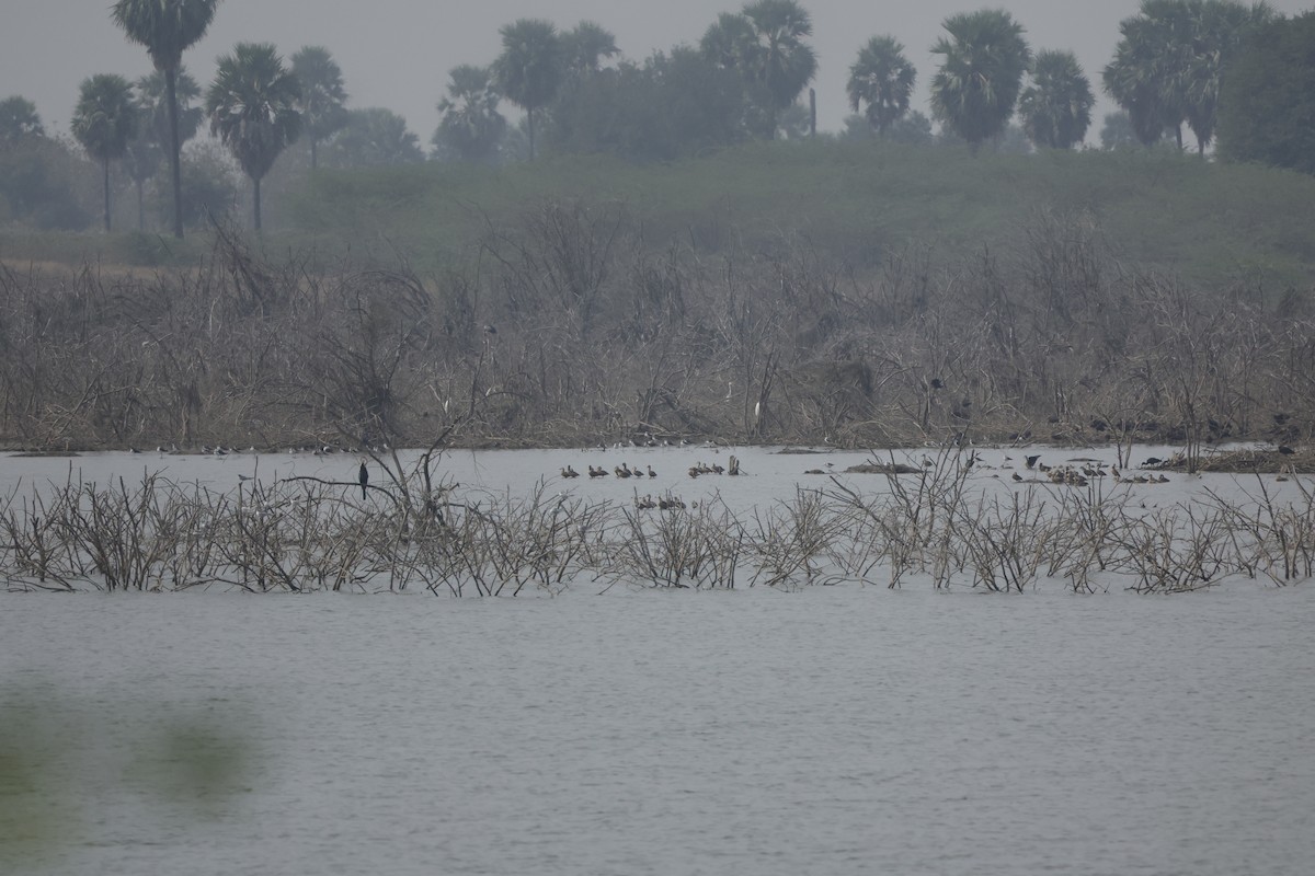 Lesser Whistling-Duck - ML613907083
