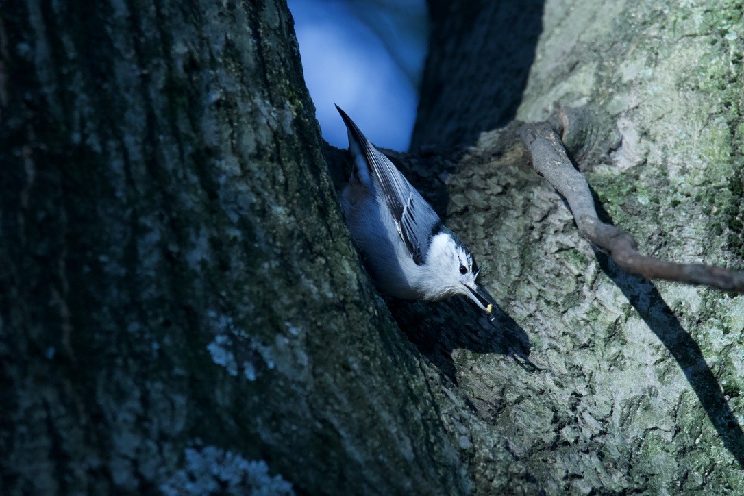 White-breasted Nuthatch - ML613907095