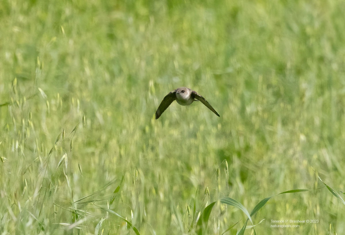 Northern Rough-winged Swallow - ML613907104