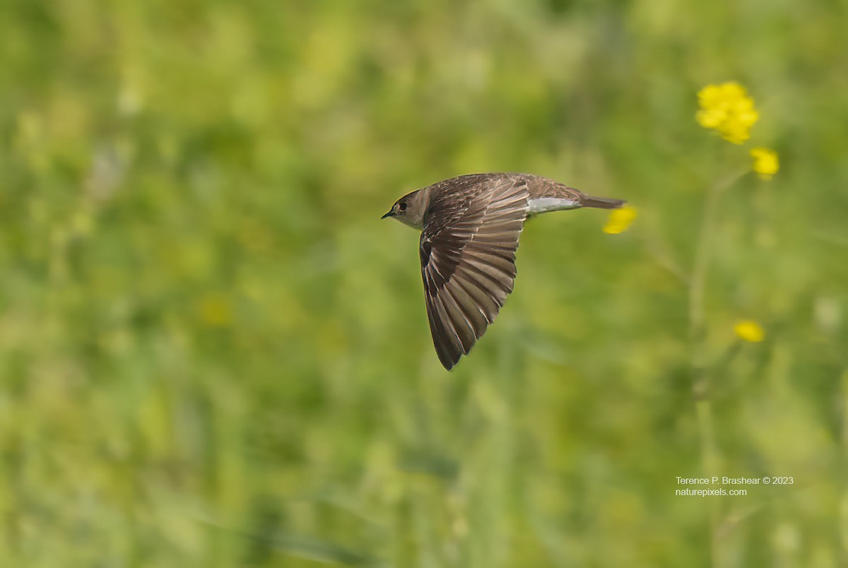 Northern Rough-winged Swallow - ML613907105