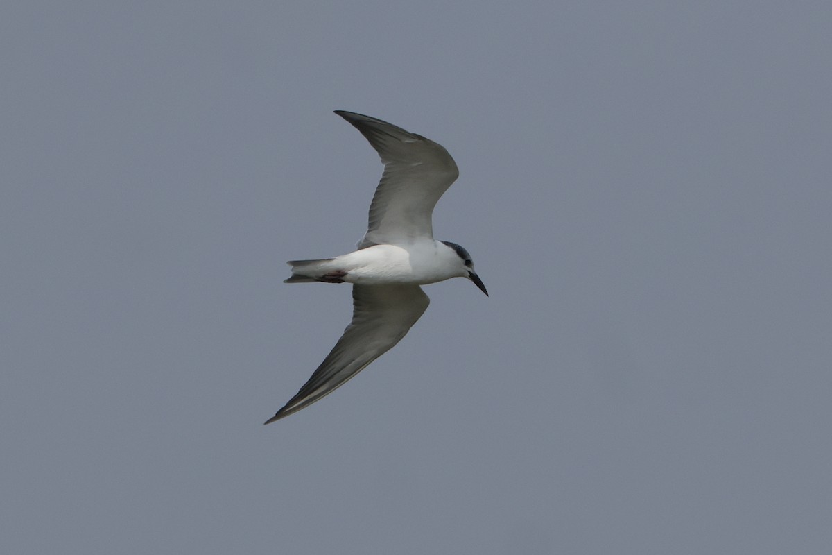 Whiskered Tern - ML613907134