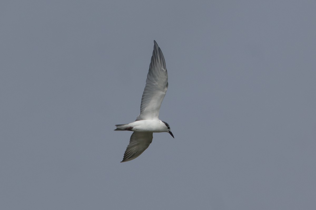 Whiskered Tern - ML613907146