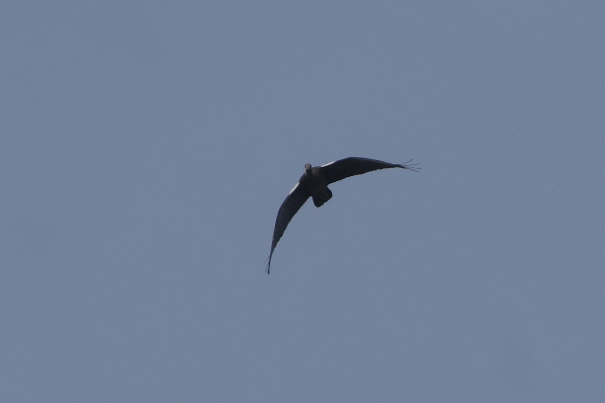 Red-naped Ibis - ML613907185