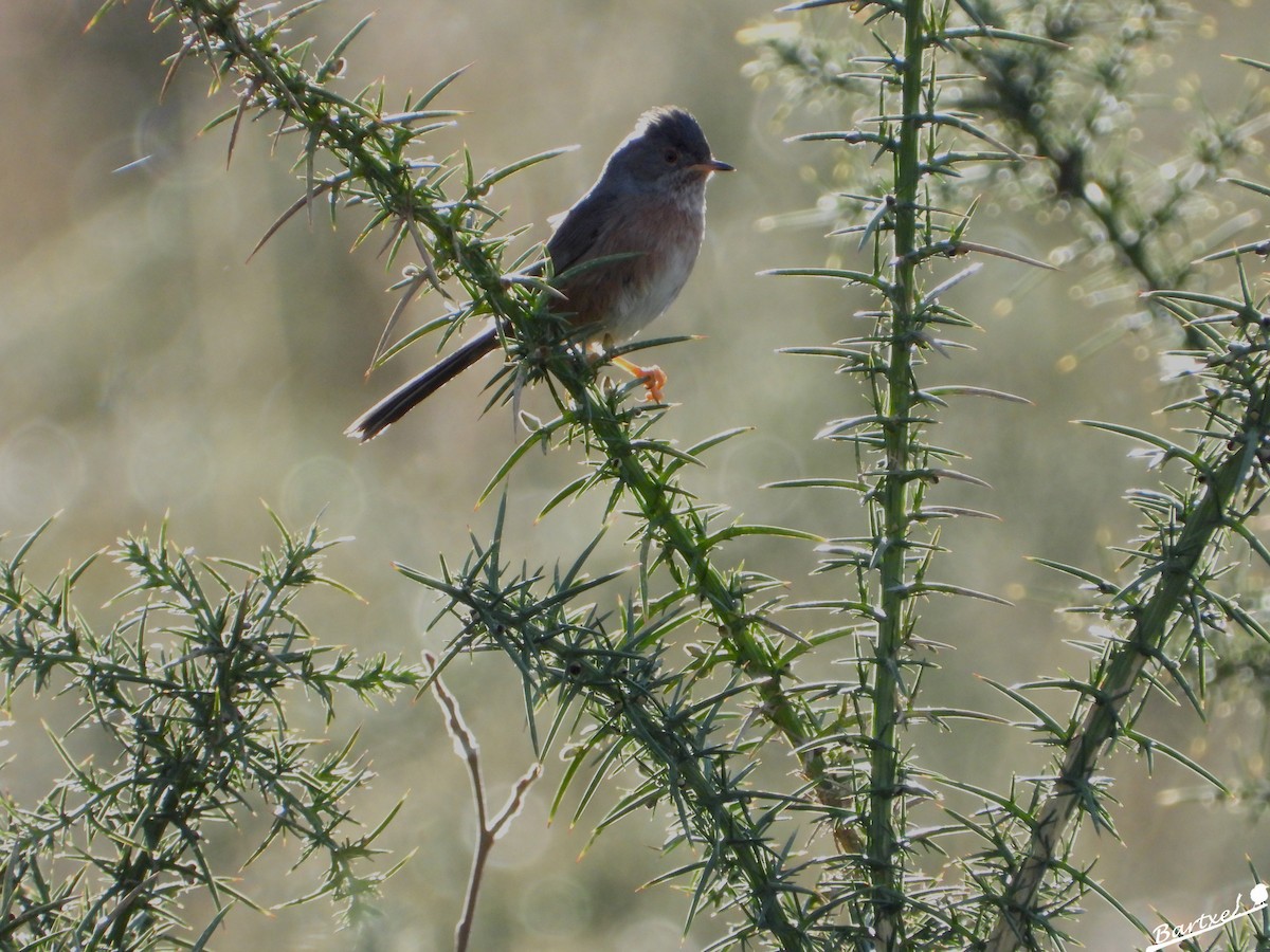 Dartford Warbler - ML613907220