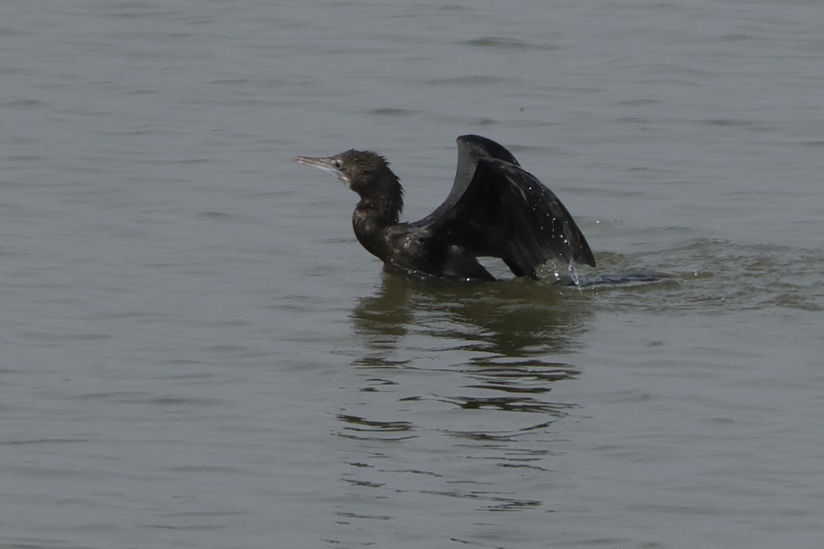 Little Cormorant - ML613907228