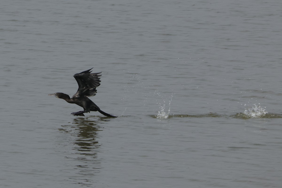 Little Cormorant - ML613907231