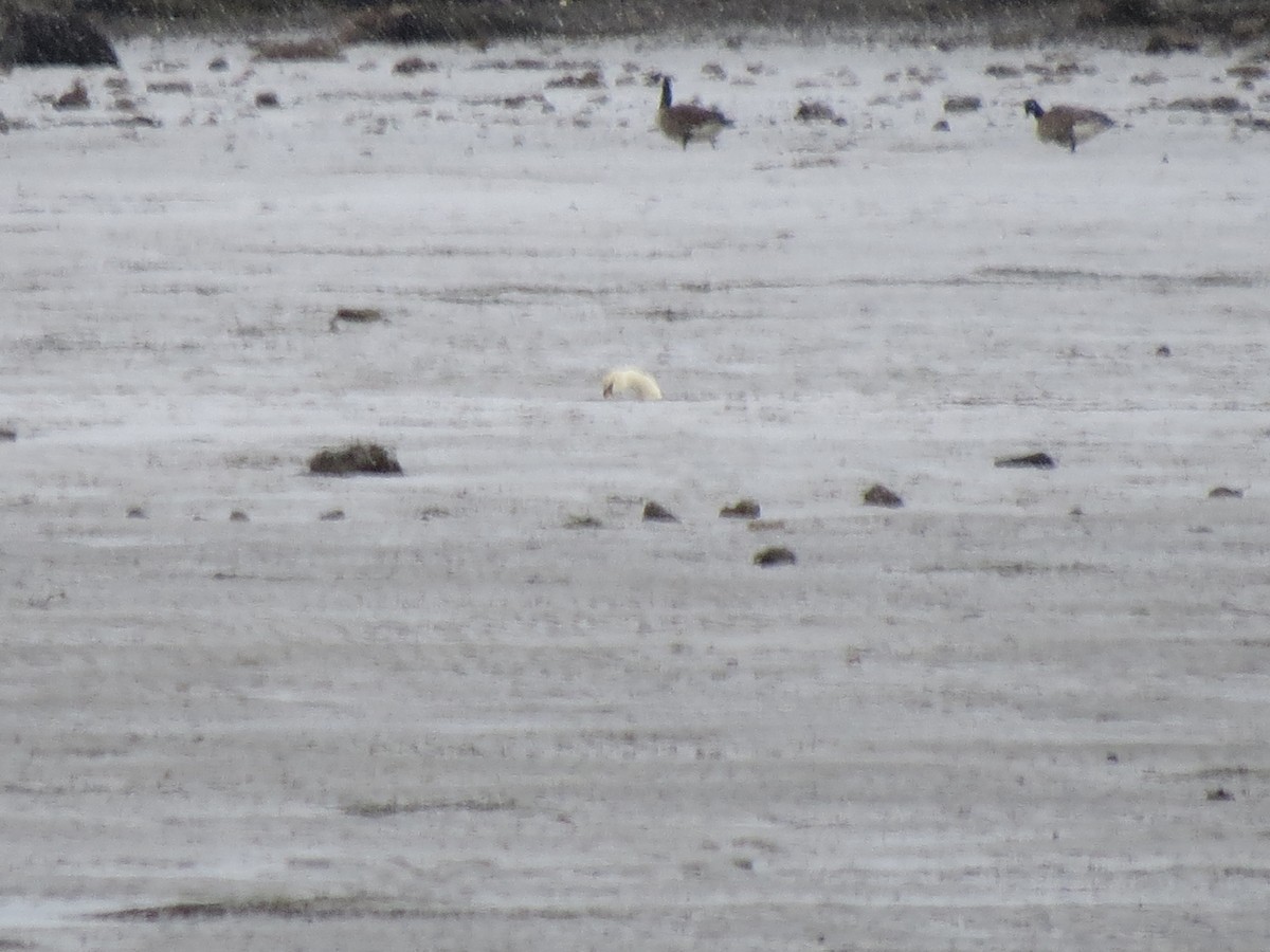 Mute Swan - ML613907238