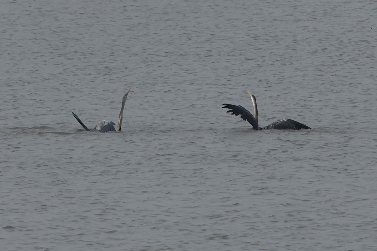 Oriental Darter - ML613907249