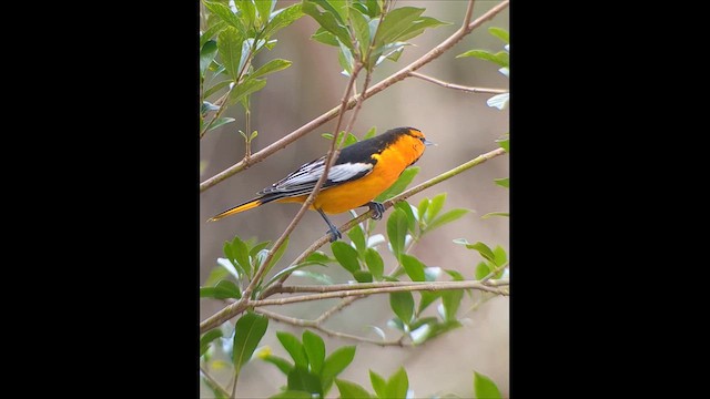 Oriole de Bullock - ML613907279