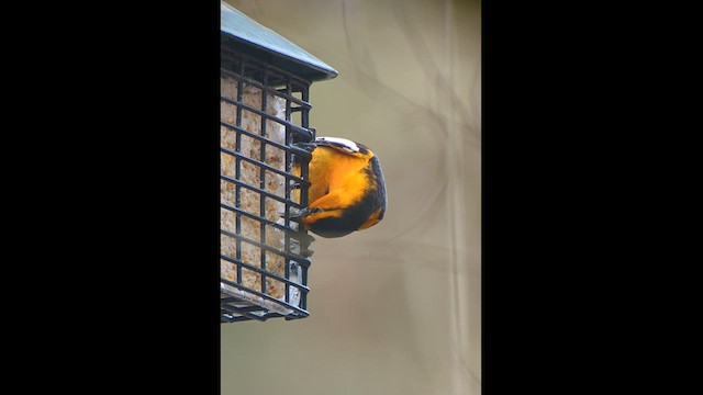 Oriole de Bullock - ML613907280