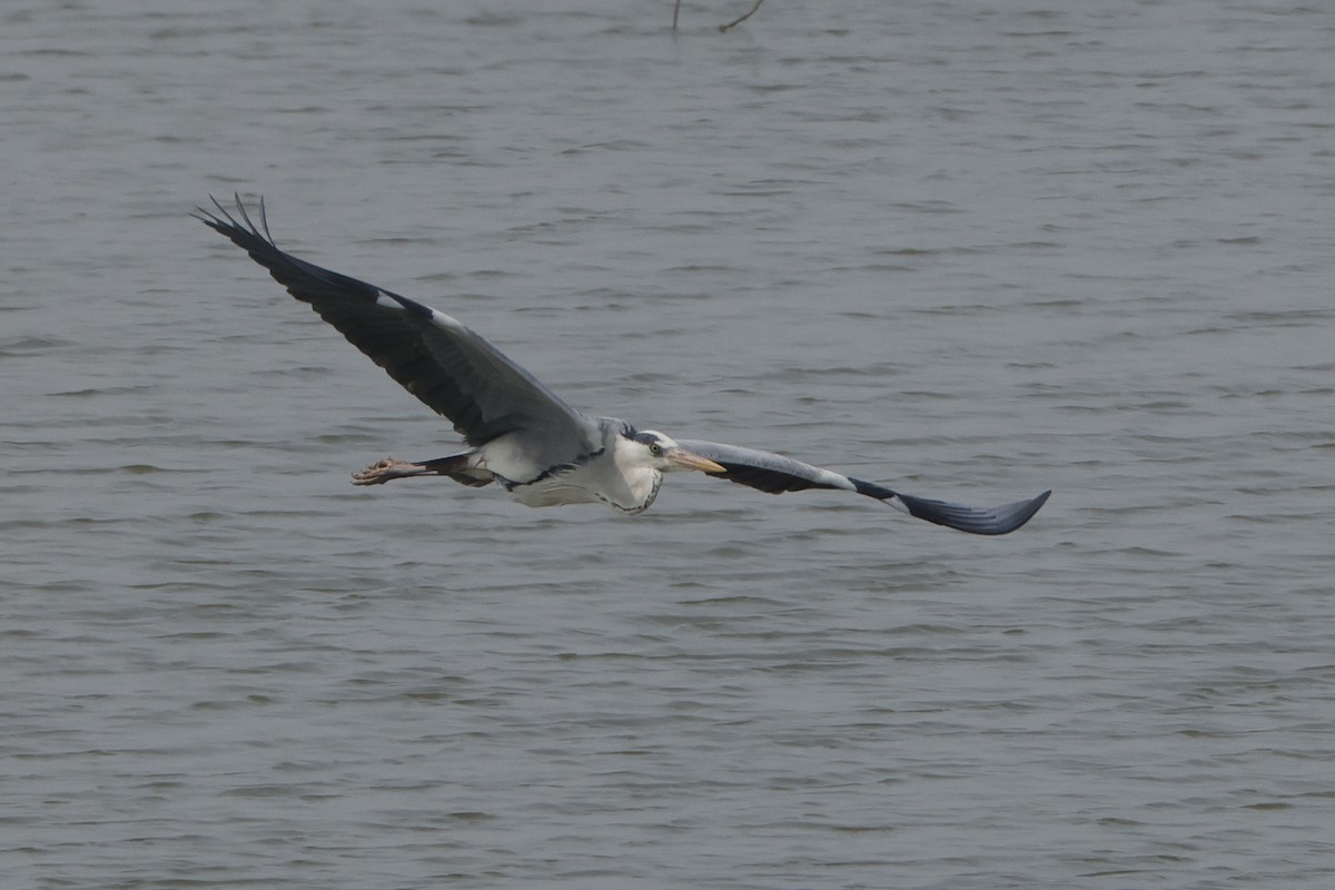 Gray Heron - ML613907281