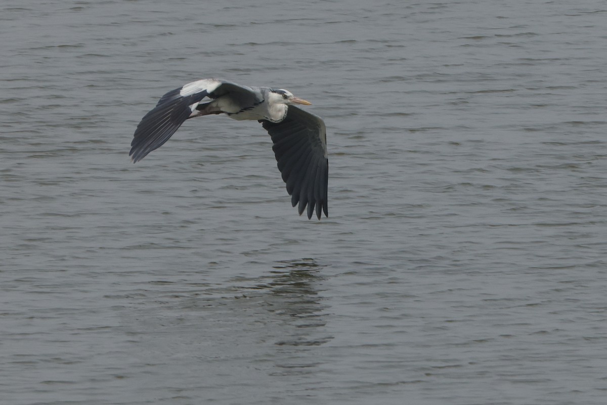 Gray Heron - ML613907282