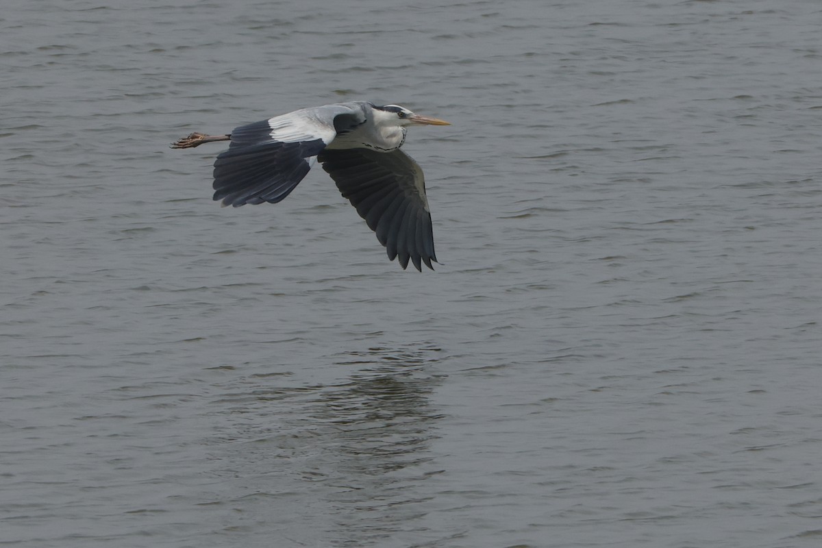Gray Heron - ML613907283