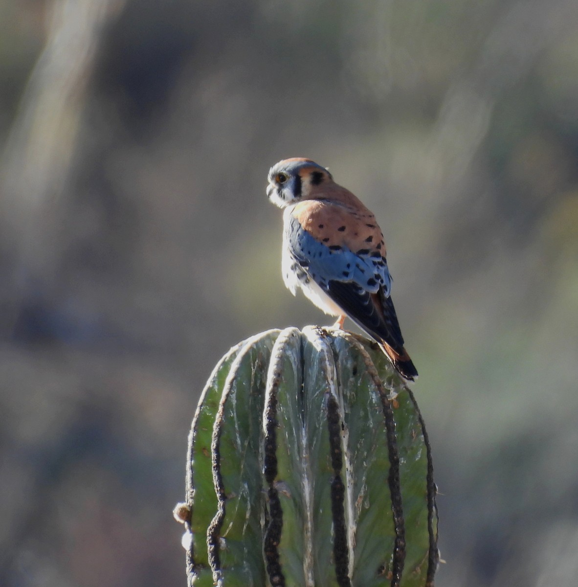 American Kestrel - ML613907298