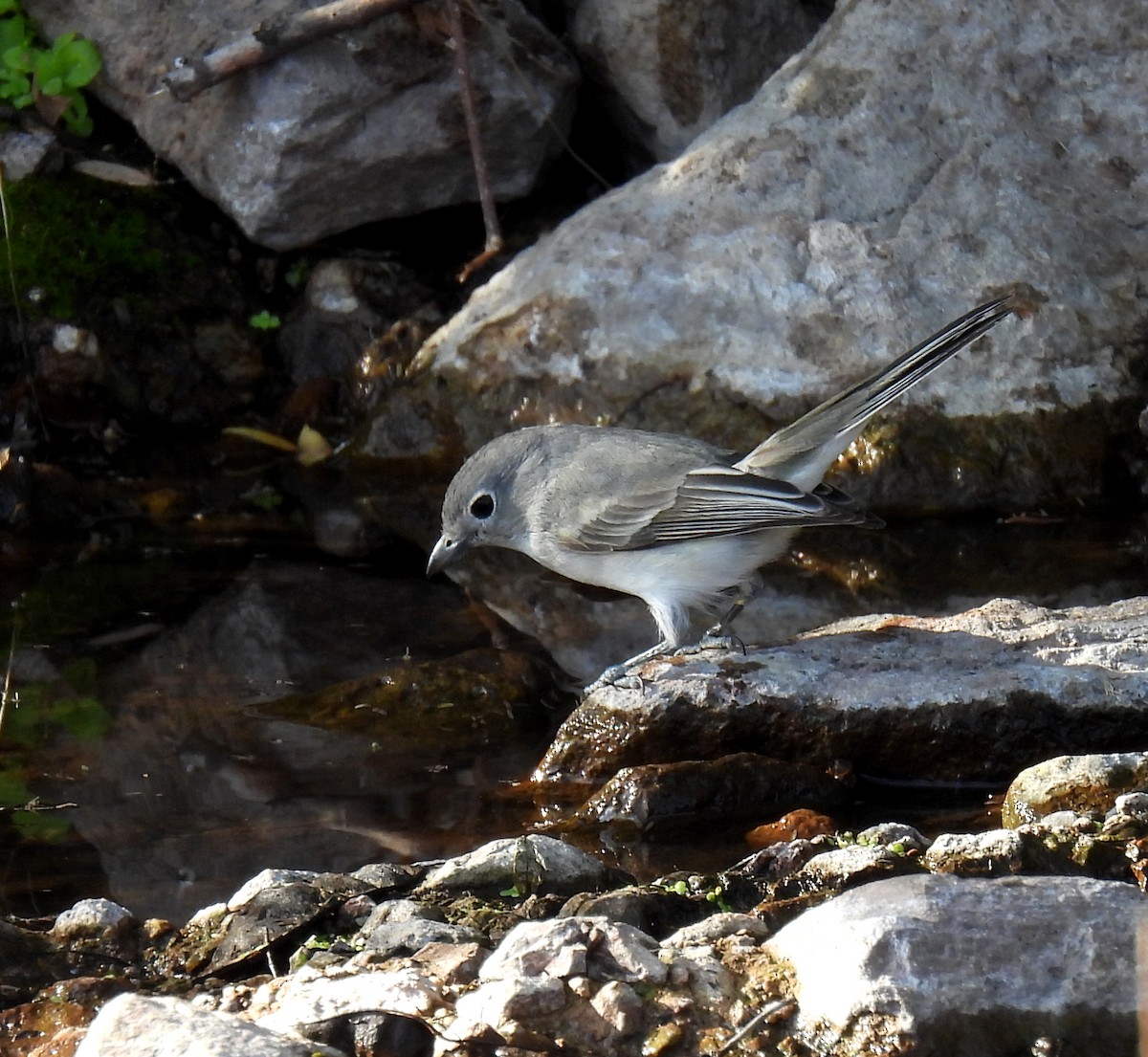 Gray Vireo - ML613907319