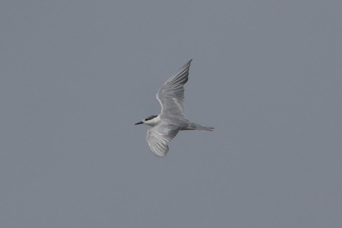 Whiskered Tern - ML613907332