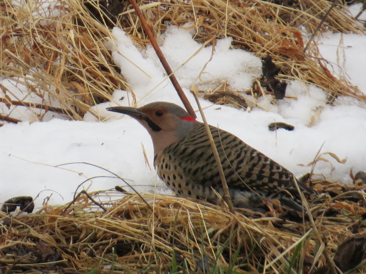 Northern Flicker - ML613907337