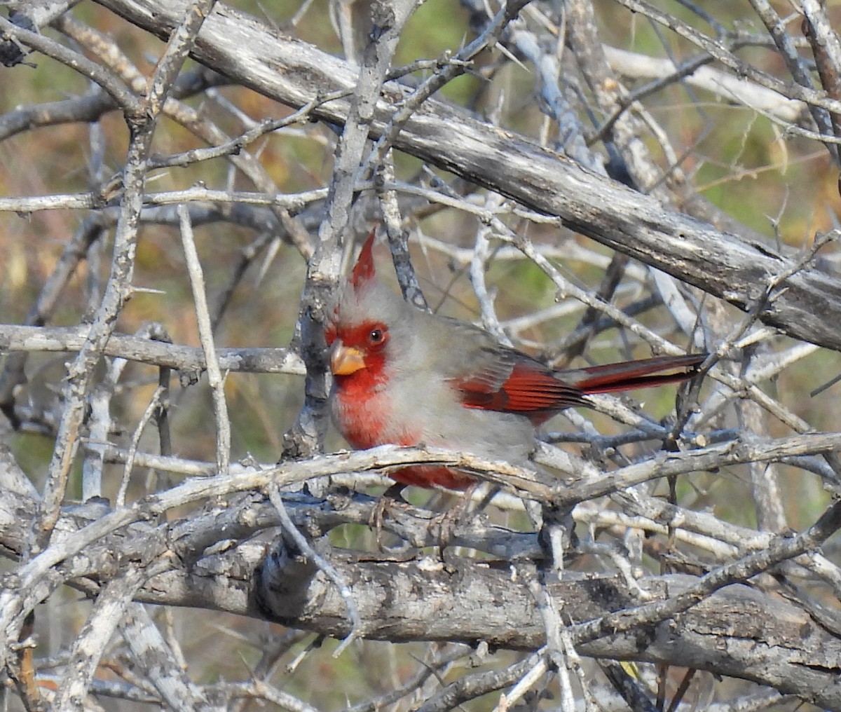 Pyrrhuloxia - ML613907338