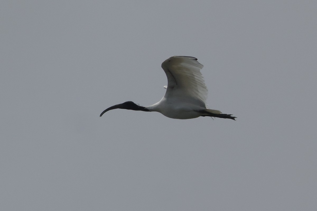 Black-headed Ibis - ML613907345