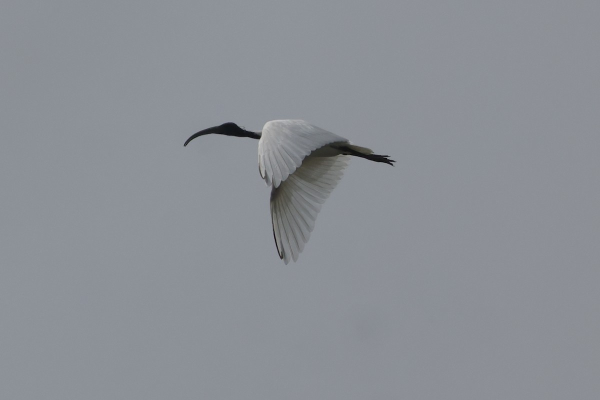 Black-headed Ibis - ML613907346