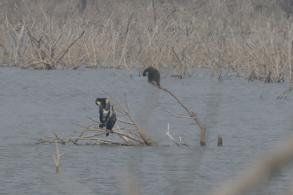 Great Cormorant - ML613907349