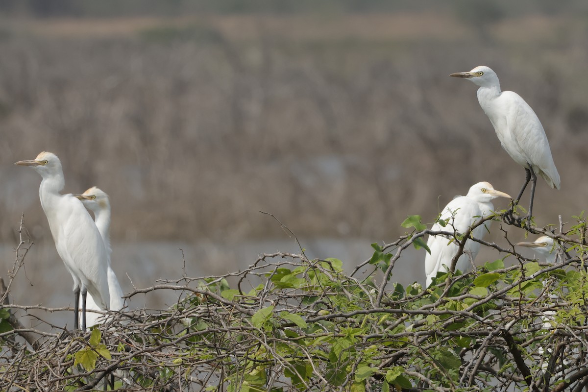Eastern Cattle-Egret - ML613907382