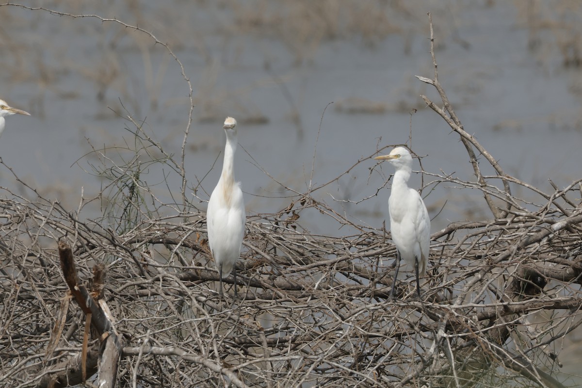 Eastern Cattle-Egret - ML613907393