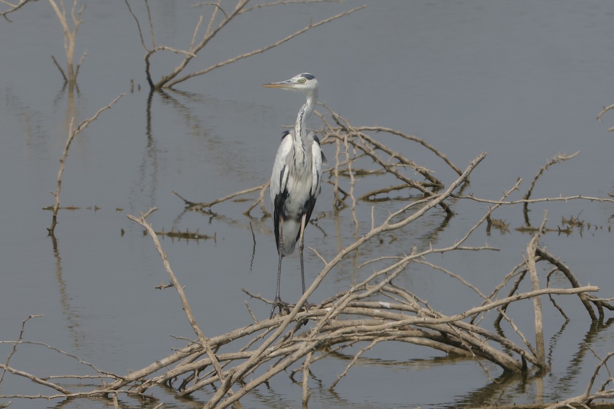 Gray Heron - ML613907412
