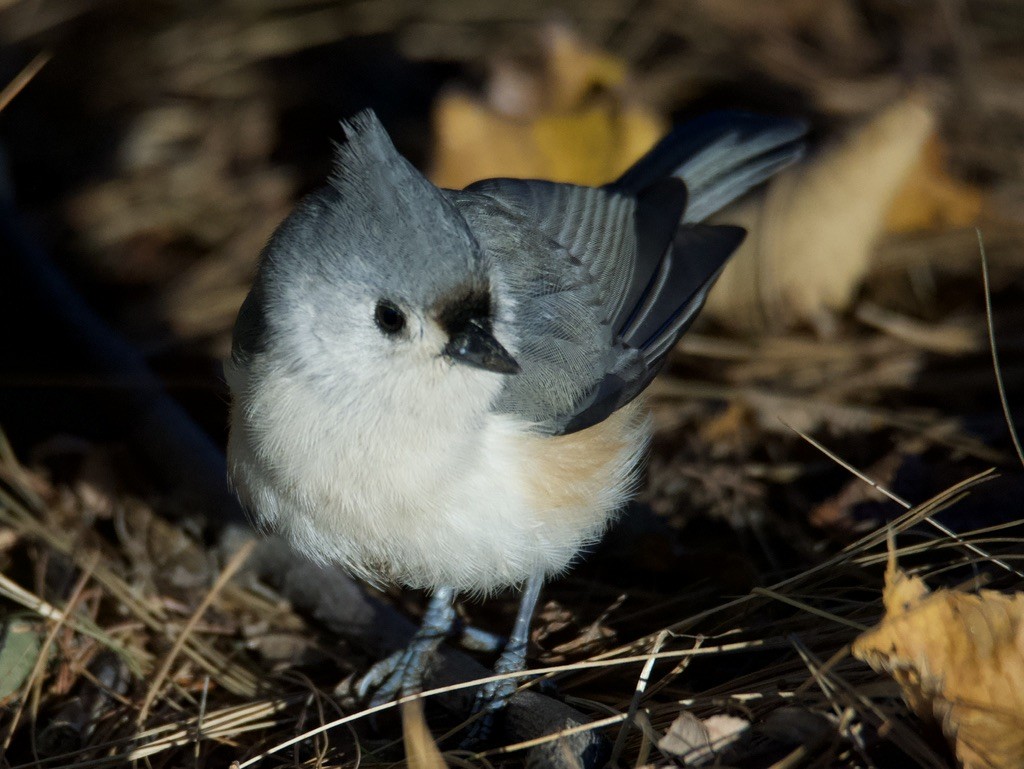 Tufted Titmouse - ML613907413