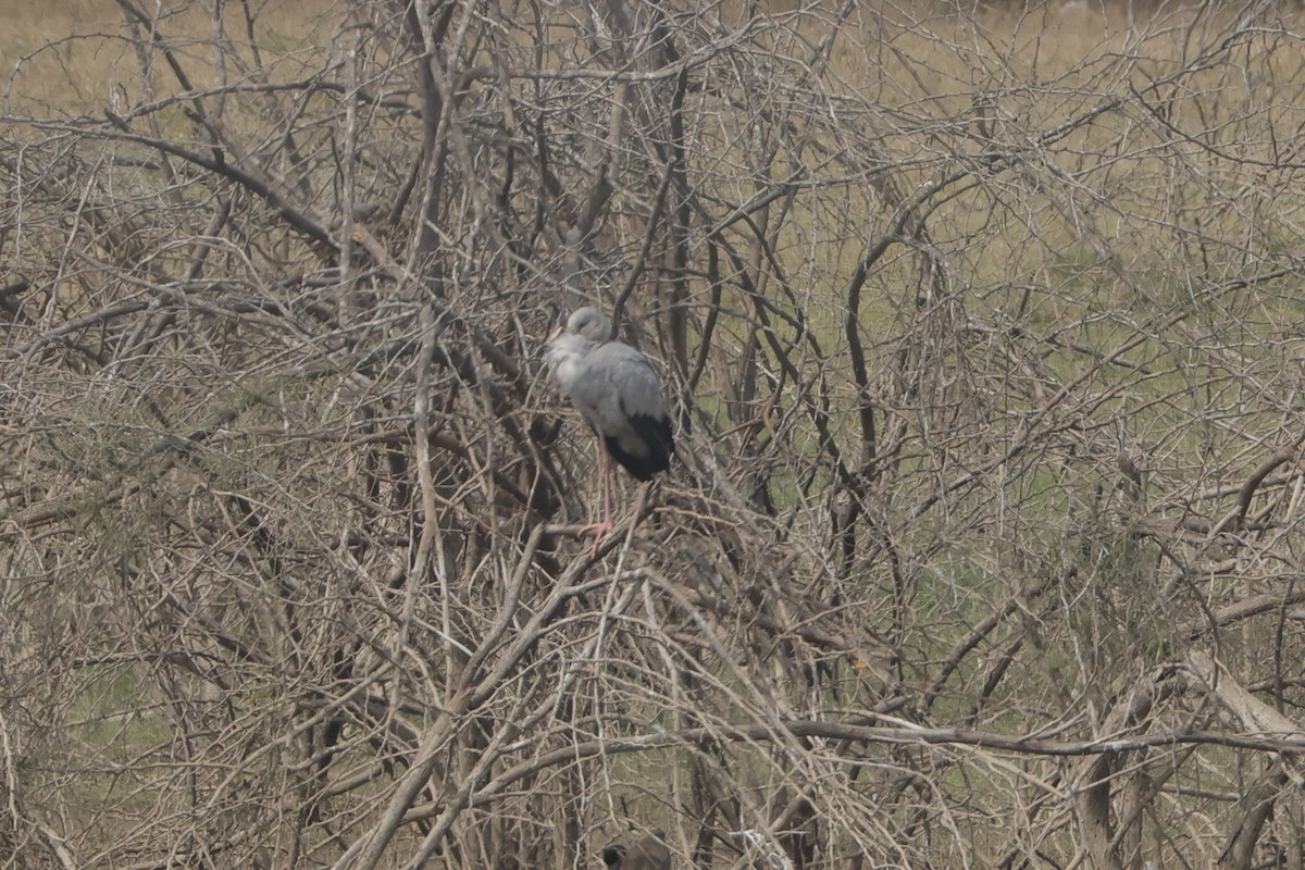 Asian Openbill - ML613907422
