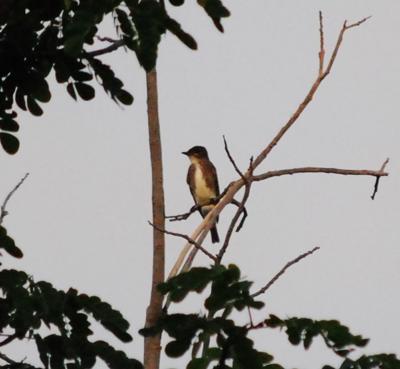 Olive-sided Flycatcher - ML613907435
