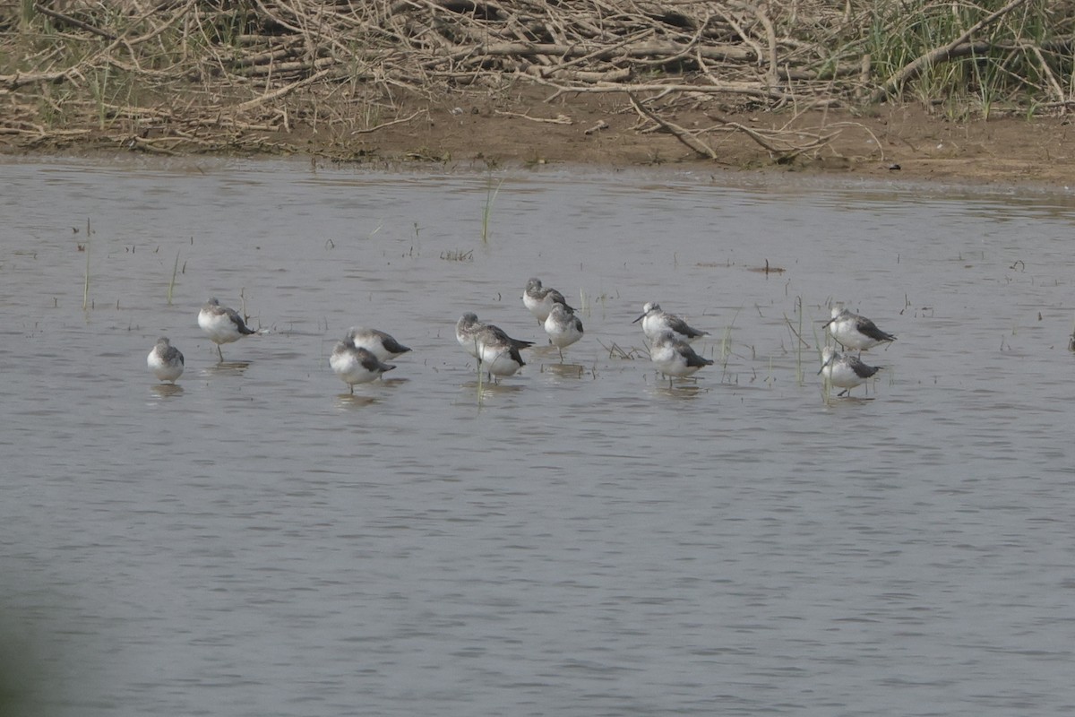Common Greenshank - ML613907469