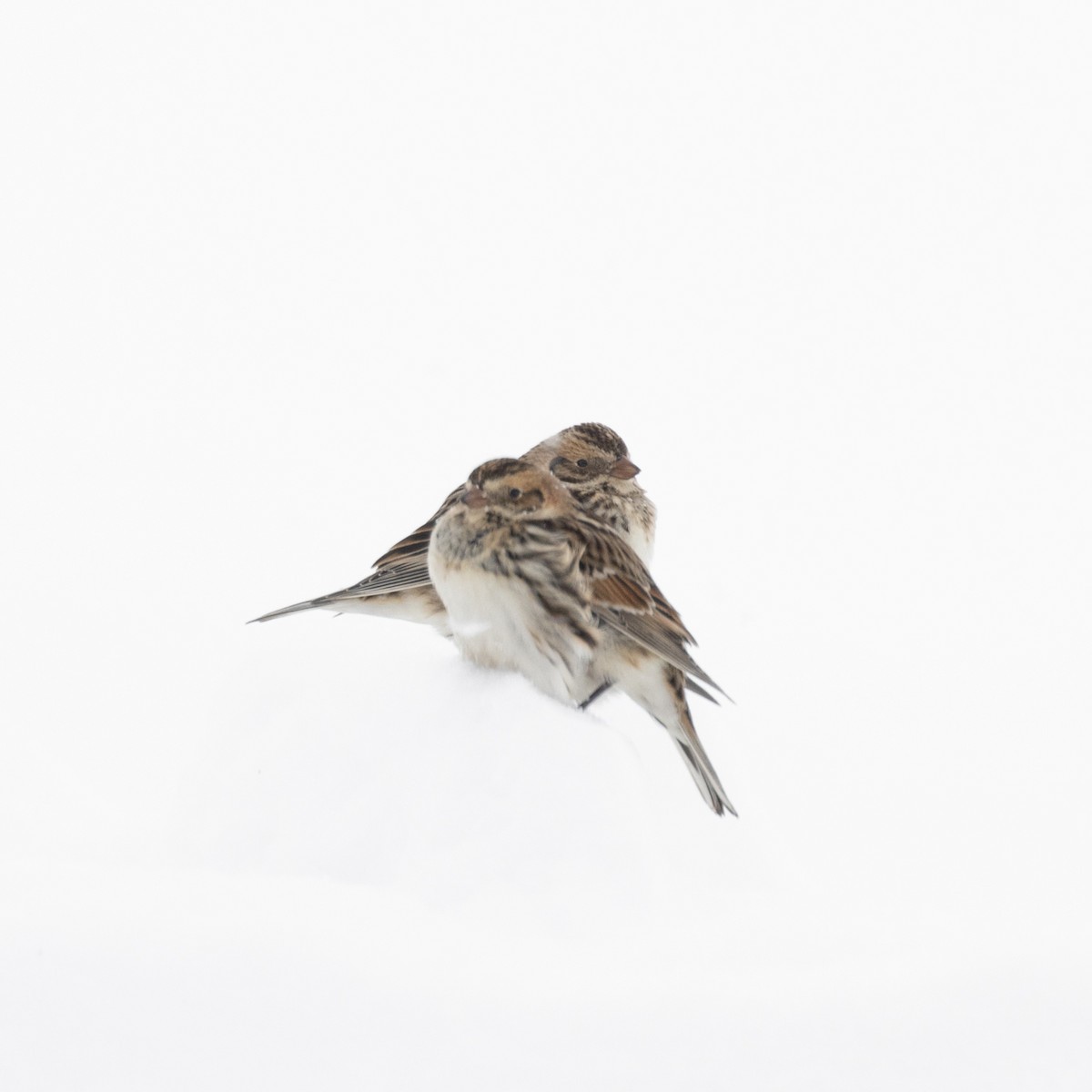 Lapland Longspur - Louis Maquignaz