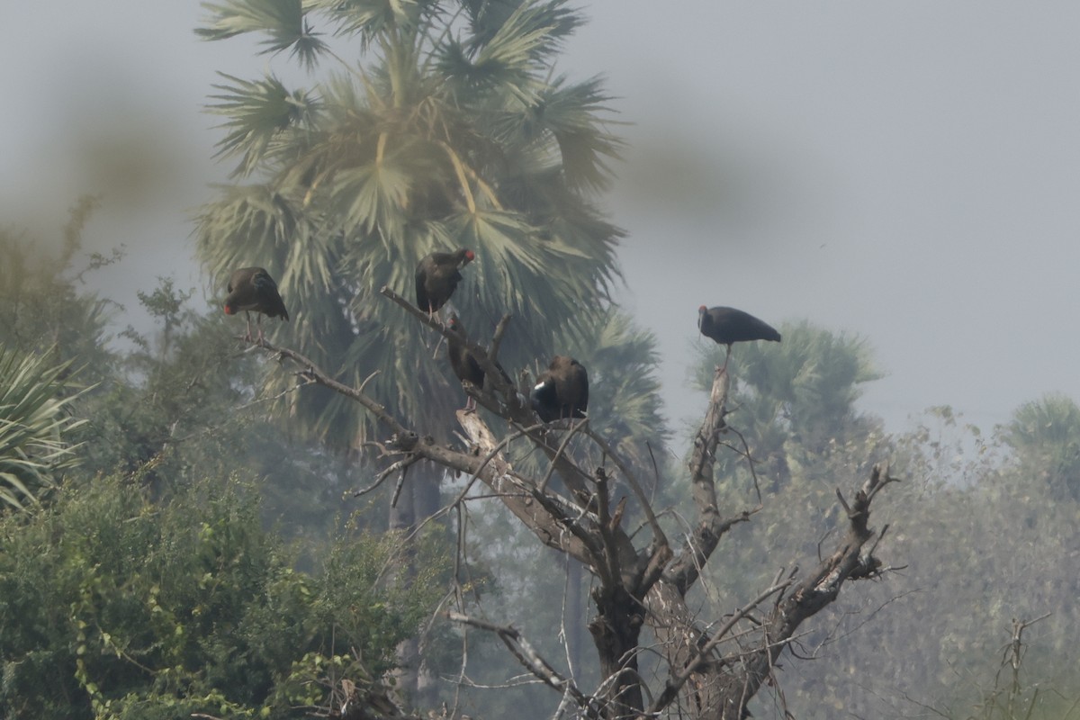 Red-naped Ibis - ML613907501