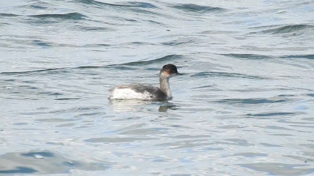 Eared Grebe - ML613907503