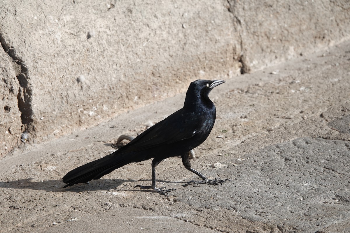 Great-tailed Grackle - ML613907519