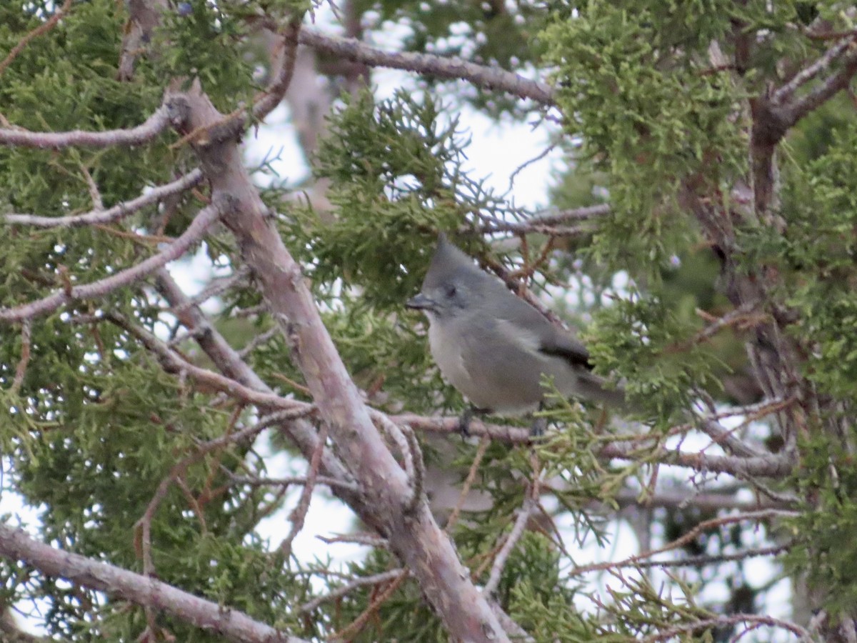 Juniper Titmouse - ML613907522