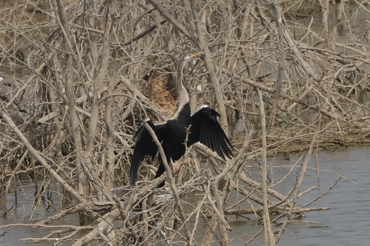 Oriental Darter - ML613907533