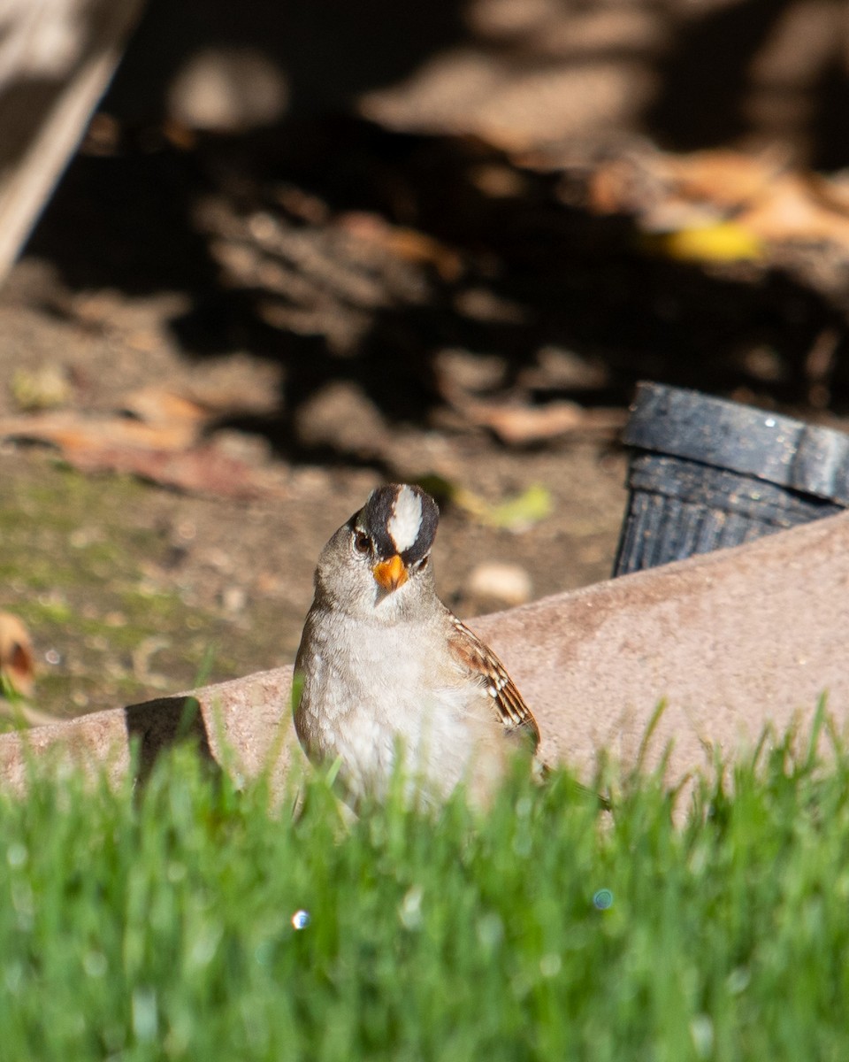 White-crowned Sparrow - ML613907542