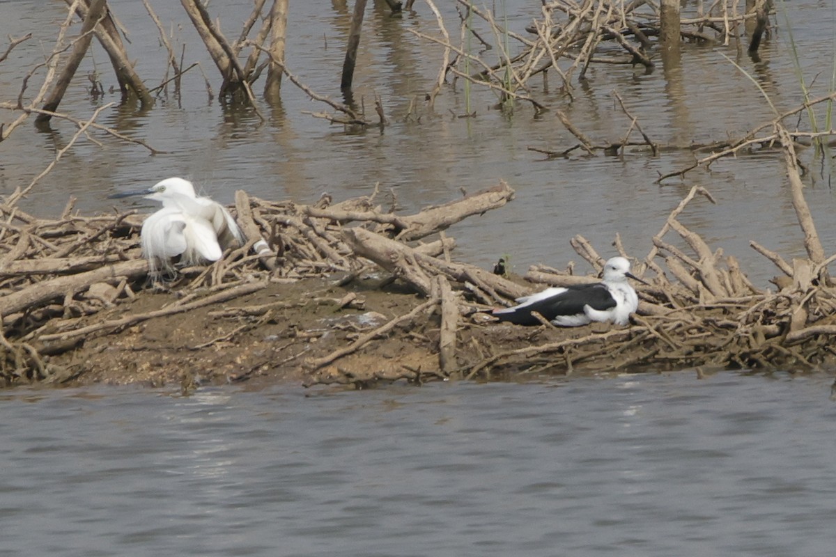 Little Egret - ML613907553