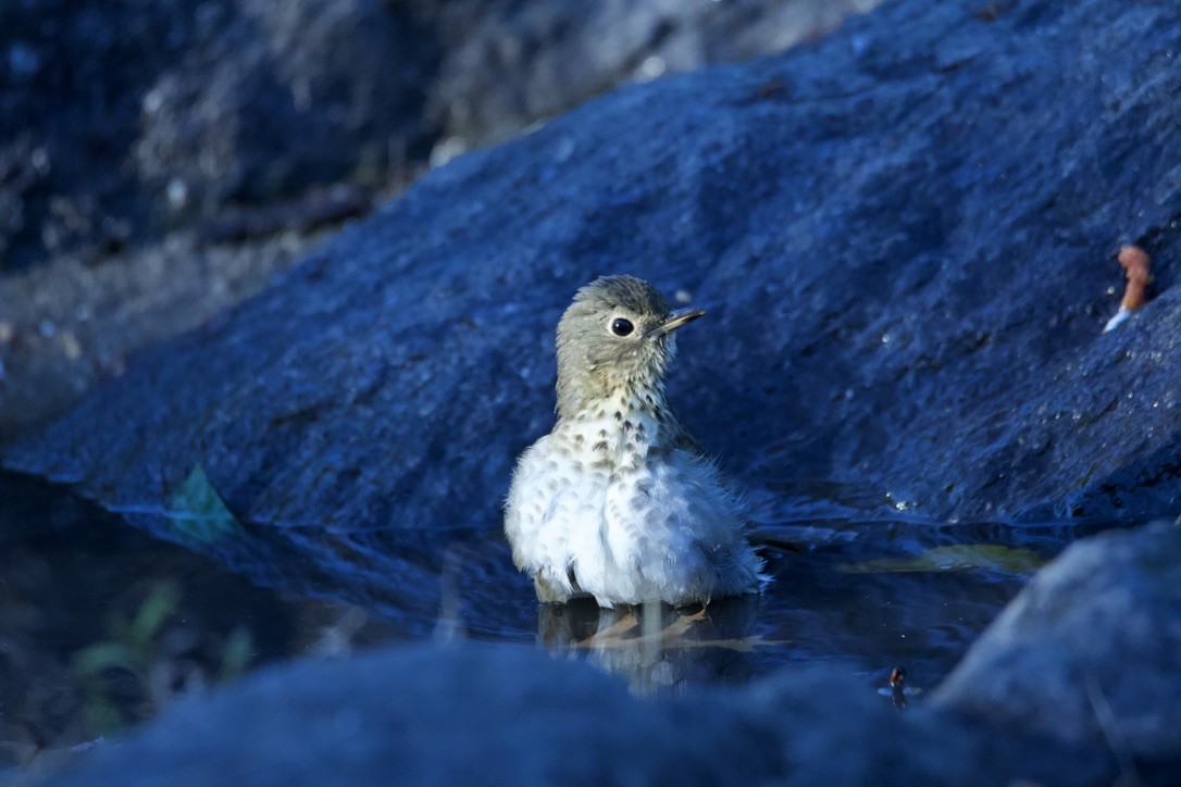 Hermit Thrush - ML613907555