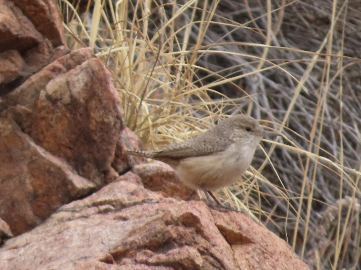 Rock Wren - ML613907592