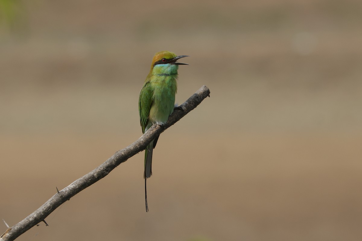 Asian Green Bee-eater - ML613907597