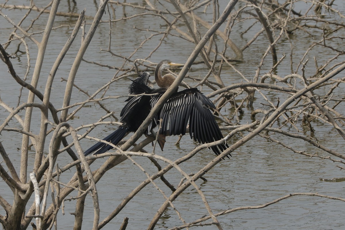 Oriental Darter - ML613907602