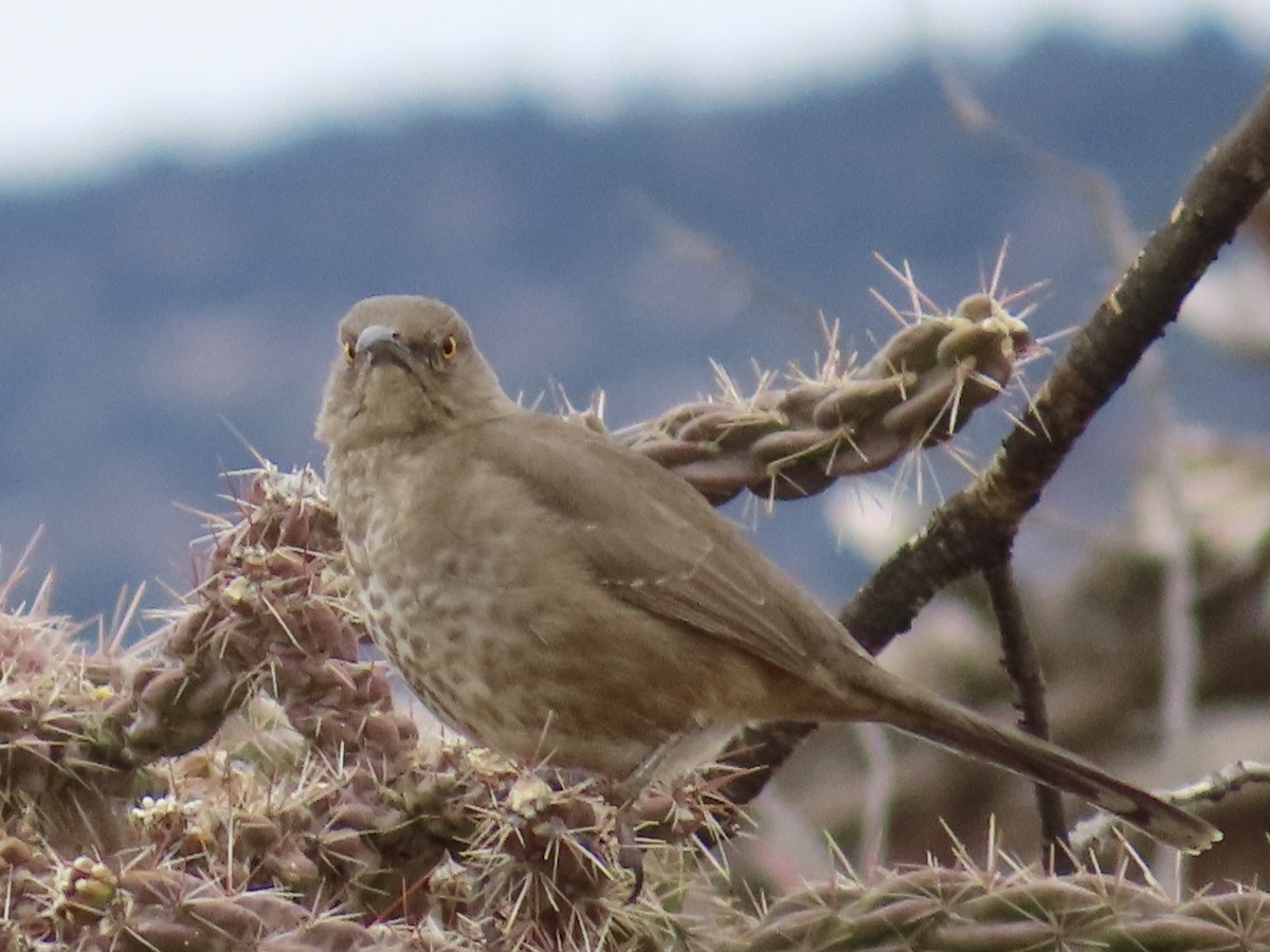 Curve-billed Thrasher - ML613907632