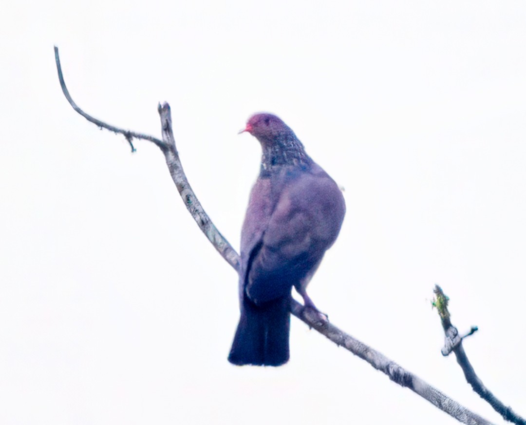 Scaled Pigeon - ML613907665