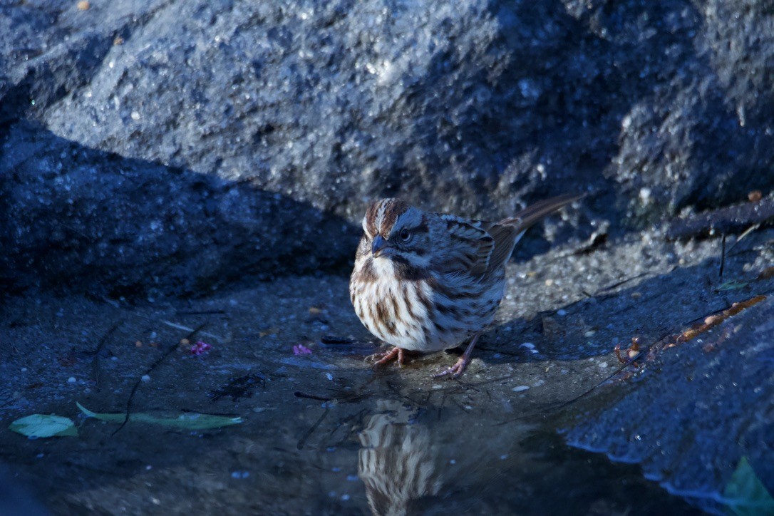 Song Sparrow - ML613907687