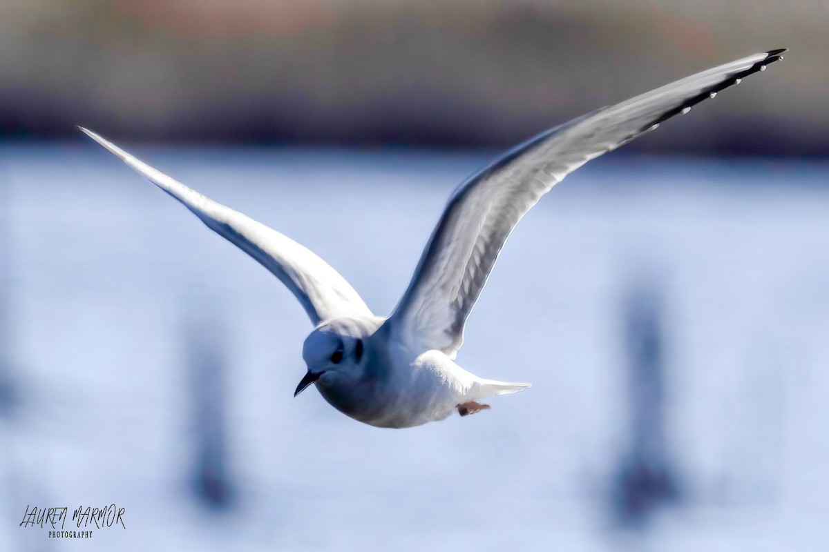 Bonaparte's Gull - Lauren Marmor