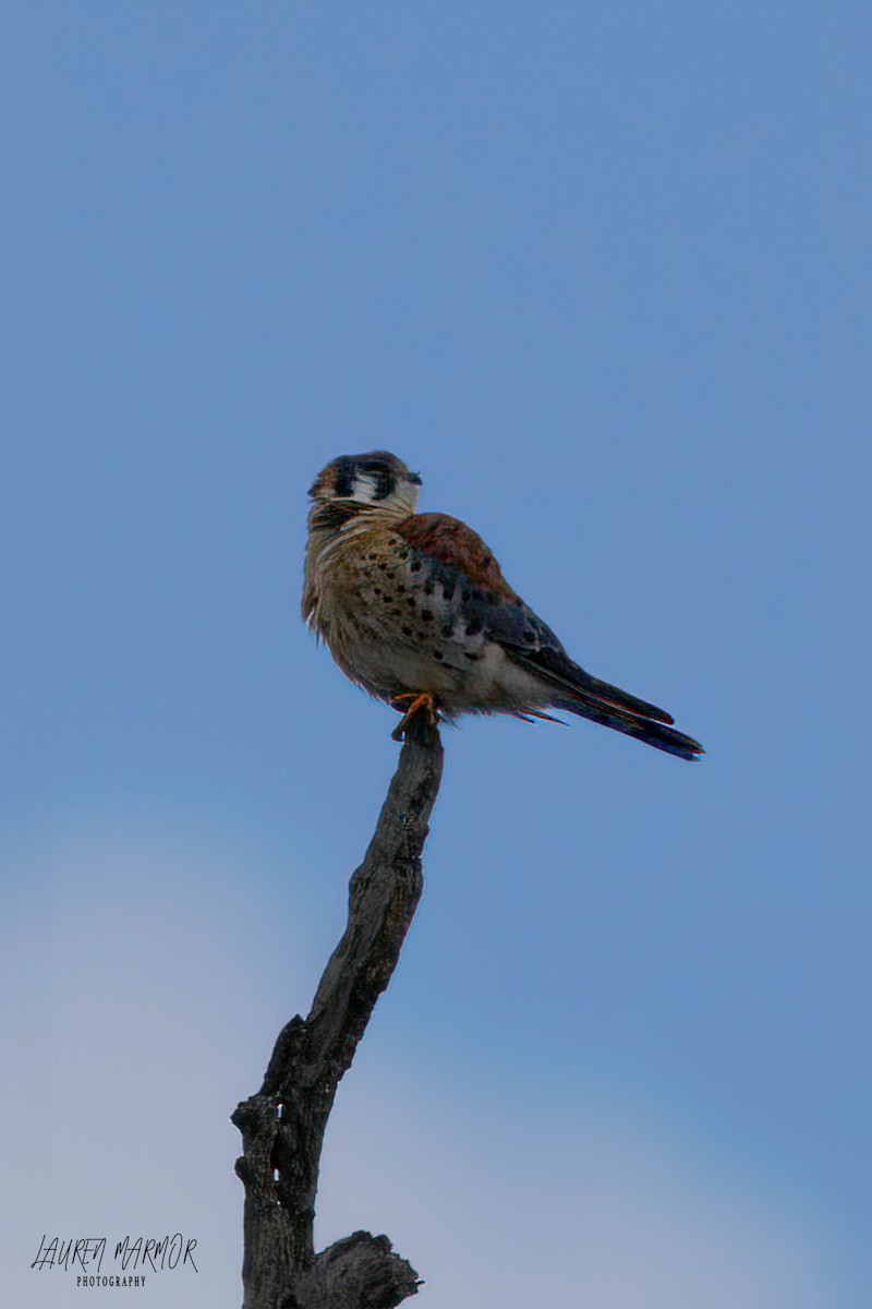 American Kestrel - ML613907703