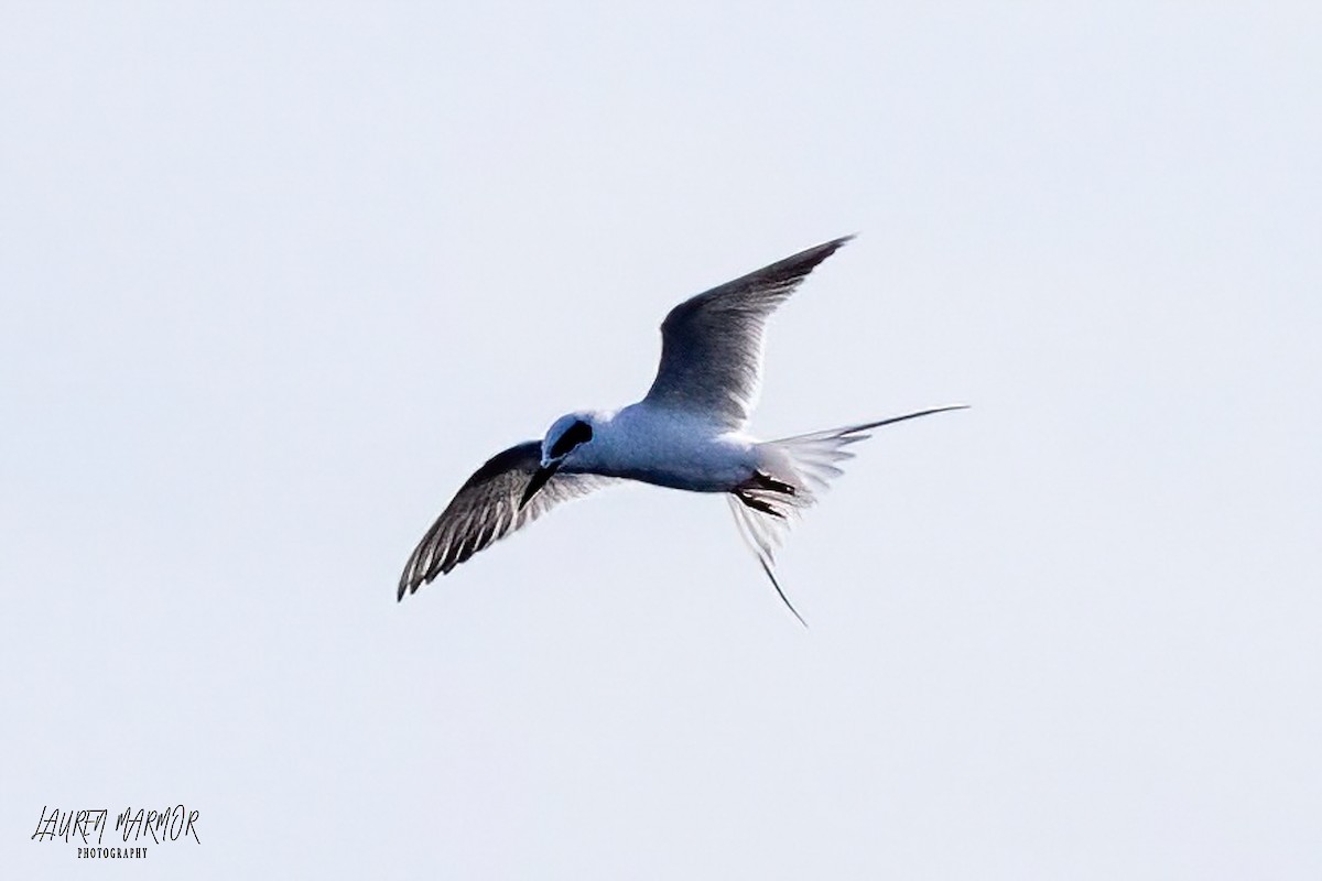 Forster's Tern - Lauren Marmor